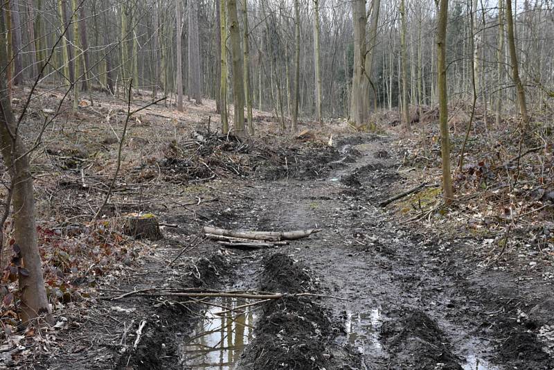 Kladenský rybník Bažantnice je plný ryb a pokračuje i úprava okolí.