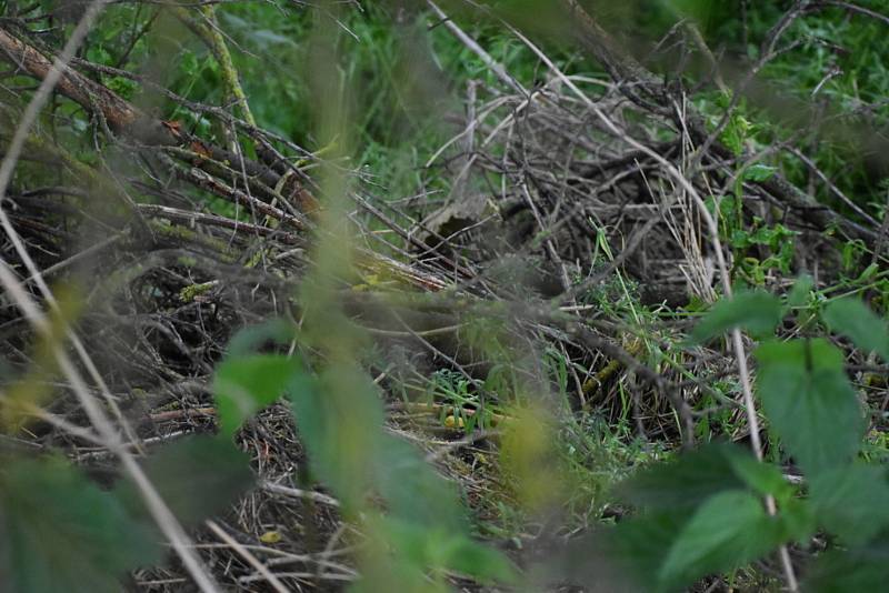 Policisté našli na pozemku nedaleko Kladna čtyři uhynulé tygry. Stopy vedou až na Kutnohorsko.