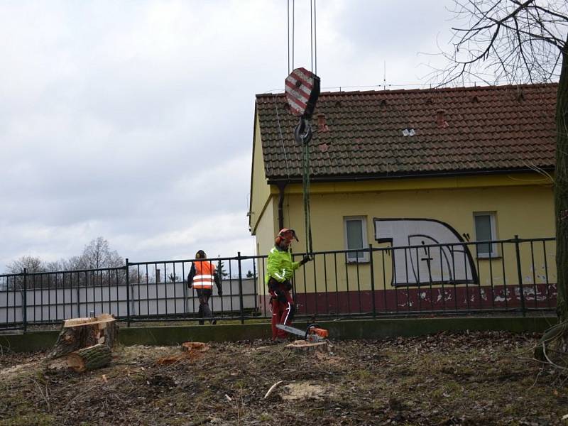 Kácení topolů u hřiště a internátu v Kladně.