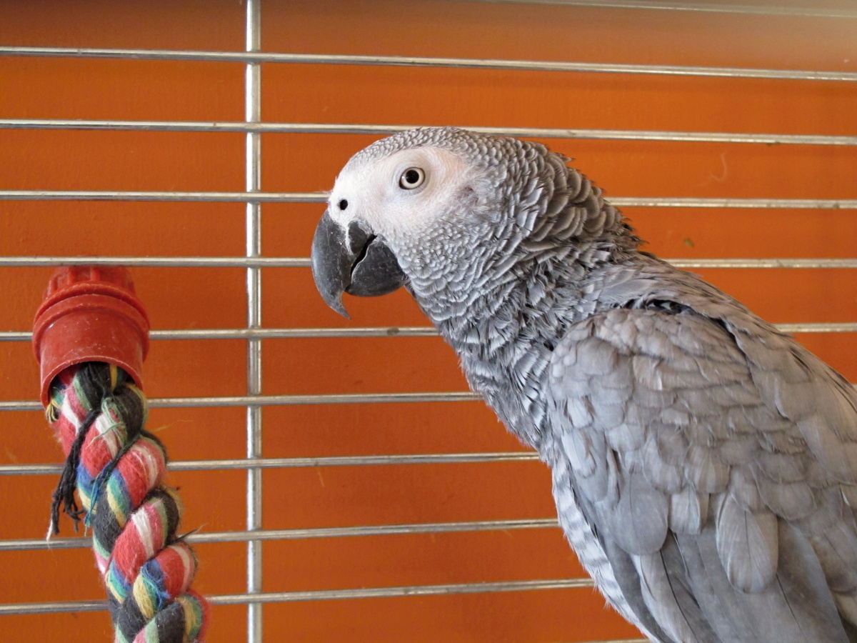 FOTO: Papouška naháněli v Rozdělově dva dny, pomohl až podběrák - Kladenský  deník