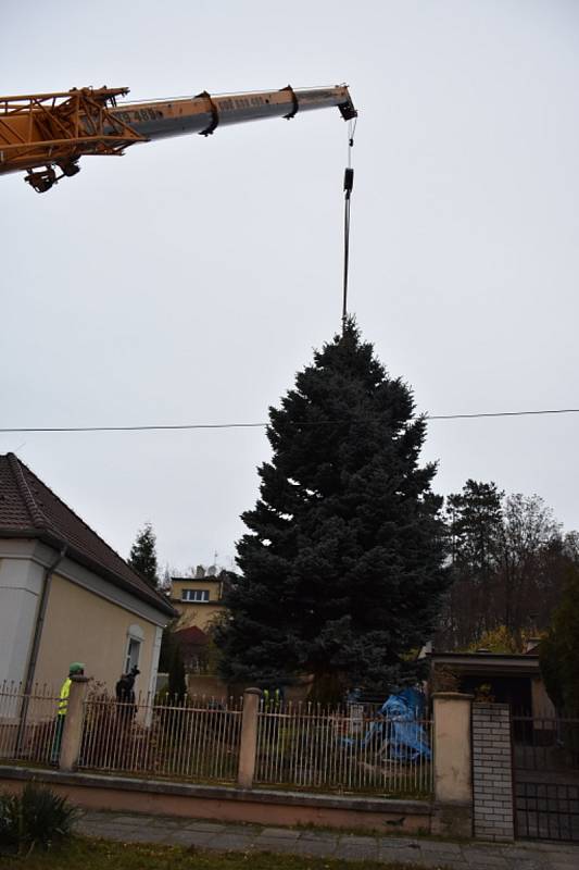 Slánský vánoční strom vyrostl V Ráji.