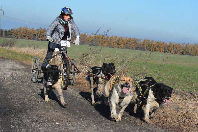 Závody psích spřežení Stochov 2019.