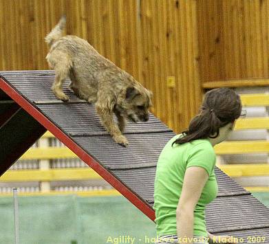 Agility - halové závody Kladno 14.-15.2.2009