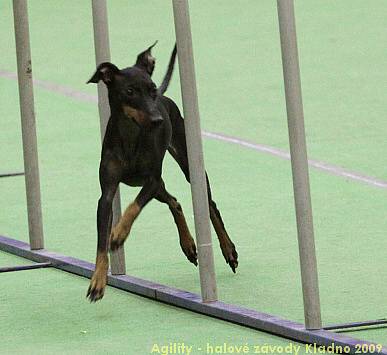 Agility - halové závody Kladno 14.-15.2.2009