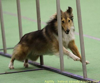 Agility - halové závody Kladno 14.-15.2.2009