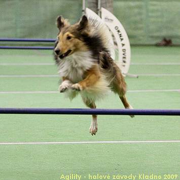 Agility - halové závody Kladno 14.-15.2.2009