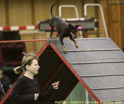 Agility - halové závody Kladno 14.-15.2.2009