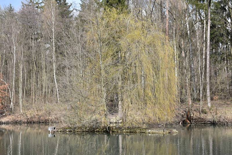 Kladenský rybník Bažantnice je plný ryb a pokračuje i úprava okolí.