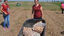 Samosběr cibule na Farmě Dryák ve Vítově