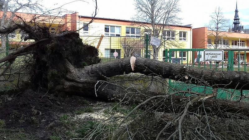 Vyvrácený strom před mateřskou školou ve Vítězné ulici ve Slaném, který padl na auto.