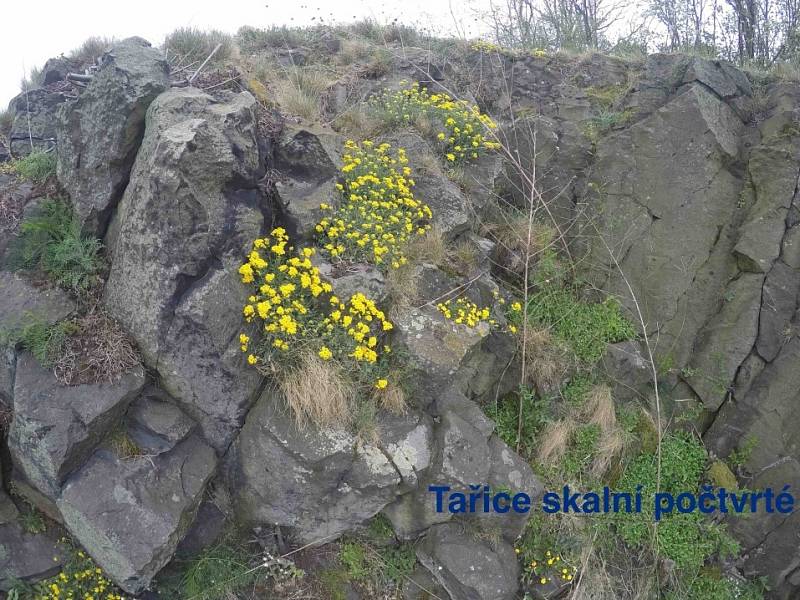 Zamýšlená trasa via ferrata na Slánské hoře