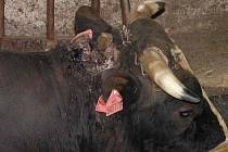 Několik býků bylo chovateli odbráno kvůli týrání.