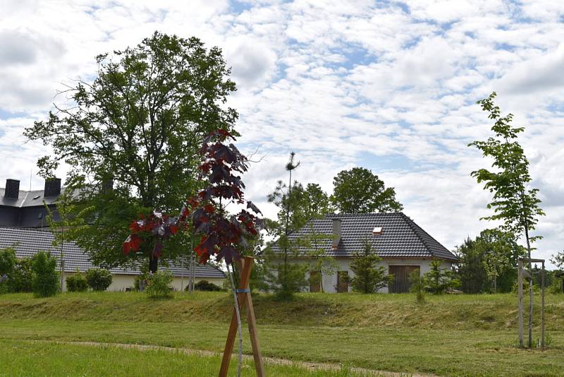 Více než dvě stovky stromů padly ve Vraném patrně bez povolení.