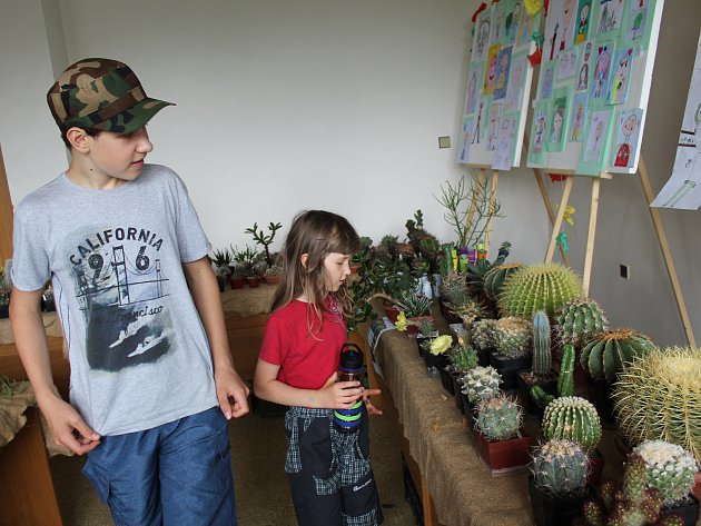 Červnová výstava kaktusů a sukulentů se konala v kladenském Domě techniky.