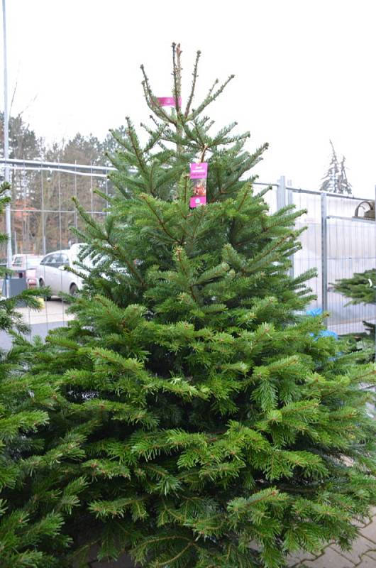 Lidé mají stromky z plantáží ve velké oblibě.