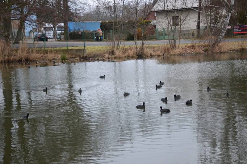 Sčítání vodního ptactva na Červeném rybníku ve Mšeci.