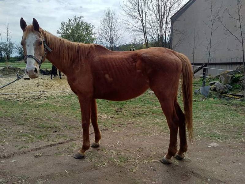 Chovatelka koní ze Žiliny má problémy, veterináři nejsou s její péčí spokojeni