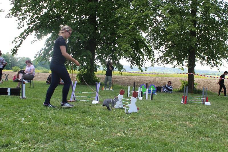 Králíci skákali do dálky i do výšky a překonávali nejrůznější překážky.