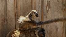 Mládě lemura hnědého v Zooparku Zájezd.