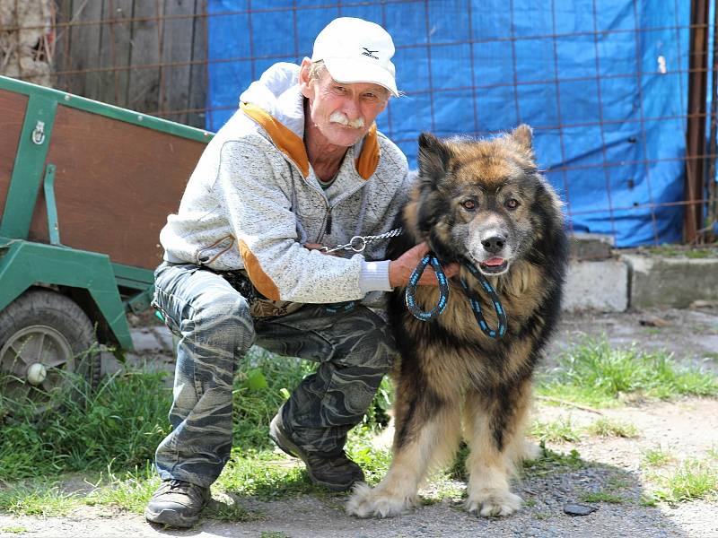 Manžel Dagmar Harigelové (na snímku) pomáhá partnerce nyní se třinácti psími svěřenci.