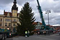 Na kladenském náměstí Starosty Pavla před radnicí už stojí od čtvrtka 16. listopadu letošní vánoční strom.