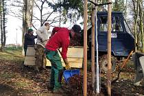 Náhradní výsadba v lesoparku Háje. Desítky pokácených nemocných stromů nahradily tento týden nové.