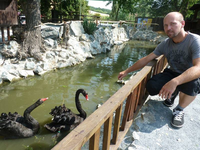 Vladimír Lážnovský krmí labutě v jejich nově vybudovaném výběhu.