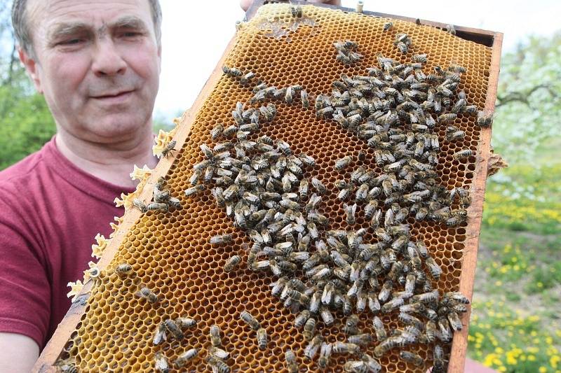 Včely vymírají, ale včelaři bohužel také.