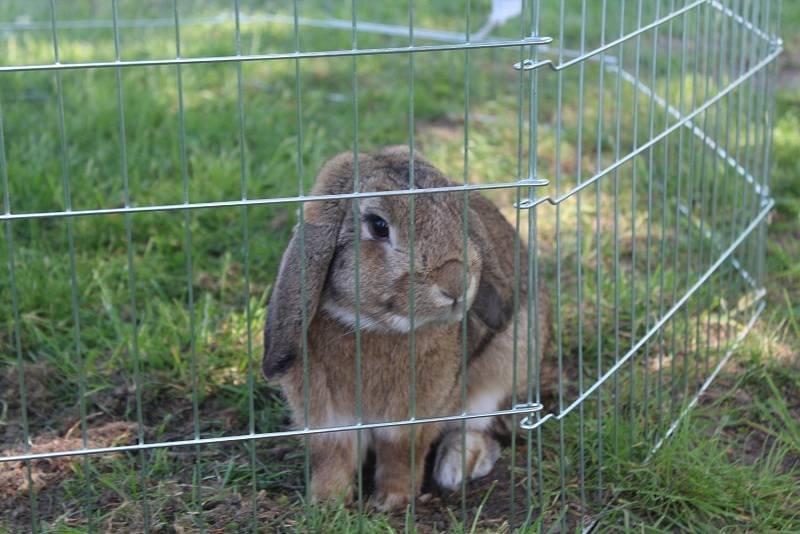 Králíci skákali do dálky i do výšky a překonávali nejrůznější překážky.