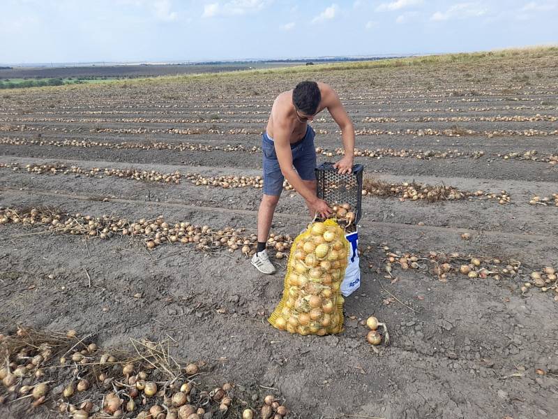 Samosběr cibule a brambor na polích u Osluchova.