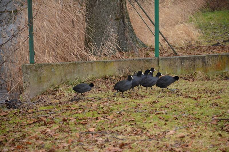 Sčítání vodního ptactva na Červeném rybníku ve Mšeci.