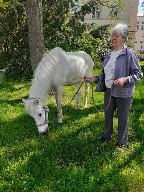 S koníkem Jackem žije Helena Kafková v Kladně už třicet let.