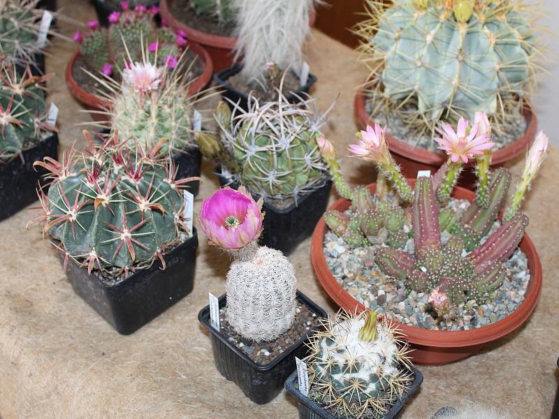 Červnová výstava kaktusů a sukulentů se konala v kladenském Domě techniky.