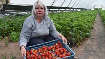 Na farmě v Lotouši už sklízejí jahody i salátovky, spoléhají na fóliovníky.