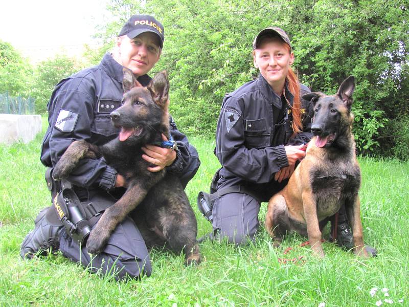 PSOVODKY POLICIE JITKA JOZOVÁ (vlevo) s desetiměsíčním německým ovčákem Harrym a Vera Mravcová s pětiměsíčním belgickým ovčákem Atreyem. 