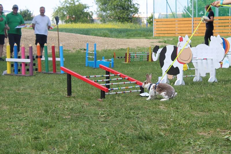 Králíci skákali do dálky i do výšky a překonávali nejrůznější překážky.