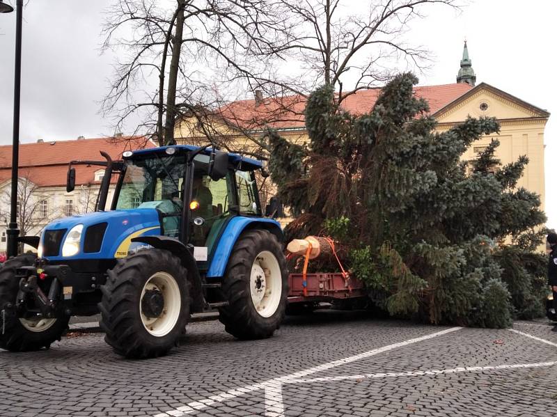 Slánské náměstí zdobí stříbrný smrk ze zahrady Krále Miroslava.