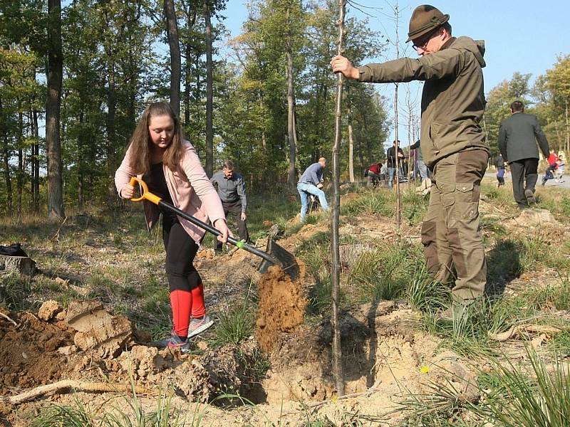 Členové ledeckého spolku při sázení mladých stromů.