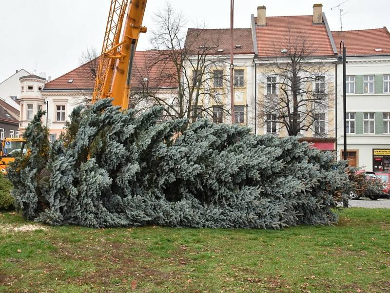 Slánský vánoční strom vyrostl V Ráji.