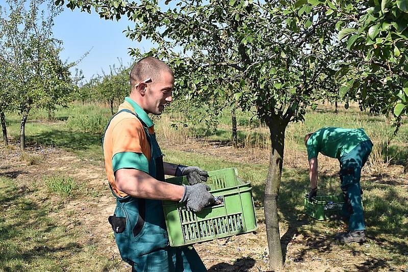 Odsouzení z věznice Vinařice v práci.