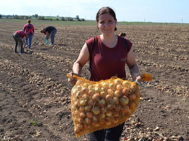 O samosběr cibule přímo z pole je velký zájem, láká cenou i kvalitou.