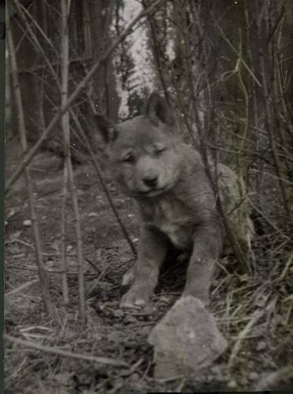 Štěně psa dingo v kladenské zoologické zahradě.