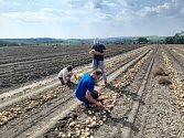 Samosběr cibule a brambor na polích u Osluchova.