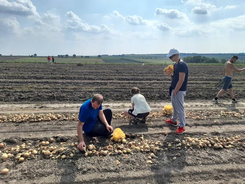 Samosběr cibule a brambor na polích u Osluchova.