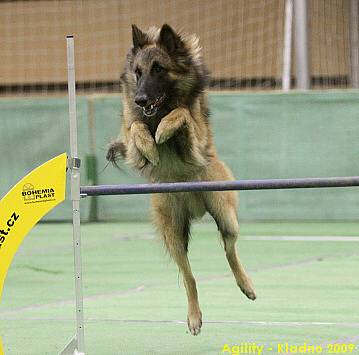 Agility 2009 - Kladno