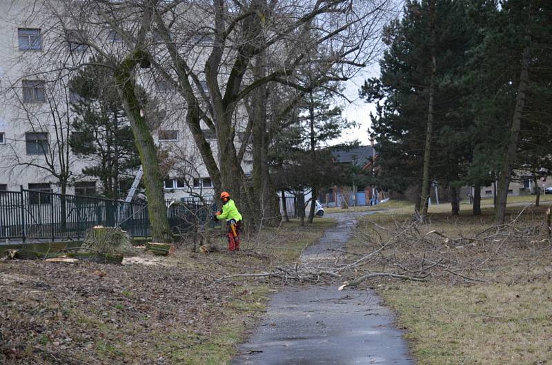 Kácení topolů u hřiště a internátu v Kladně.