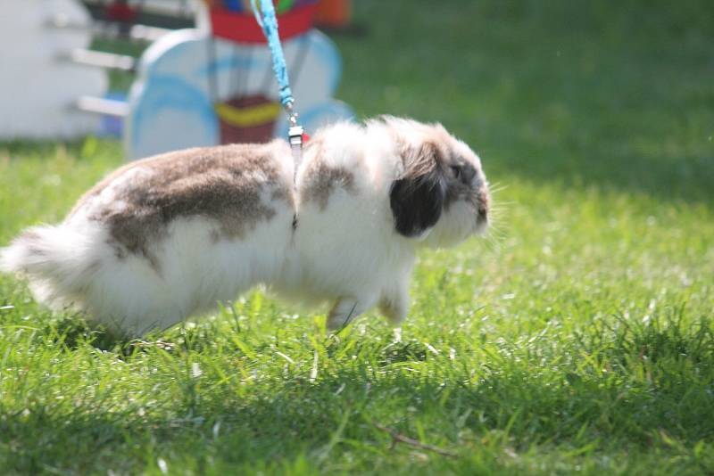 Králíci skákali do dálky i do výšky a překonávali nejrůznější překážky.