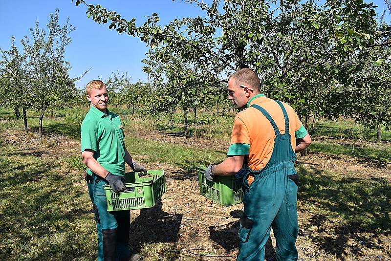 Odsouzení z věznice Vinařice v práci.