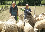 Postižení pracující na farmě v Ledcích nyní mají strach o osud ovcí, o něž se starají.