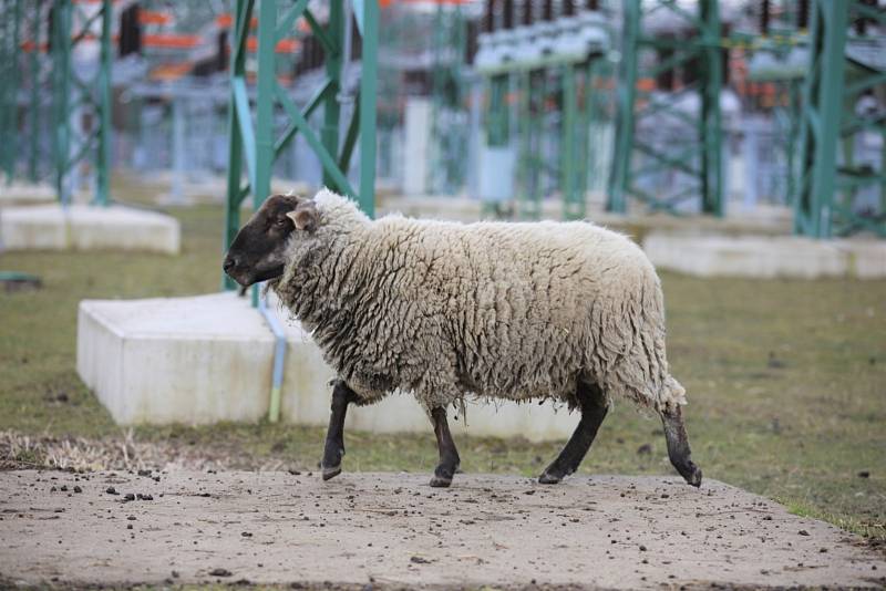O stádo oveček v kladenské elektrárně pečuje Stanislav Beránek.